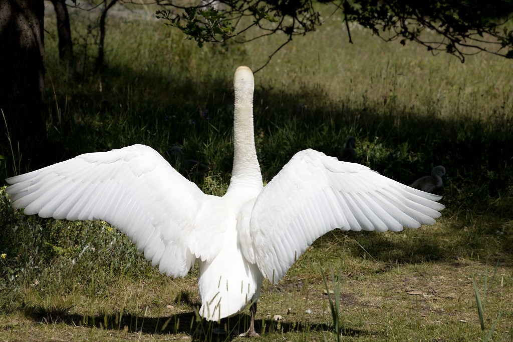 vogels vogel hdr fauna natuur aves zang vliegen vrij
